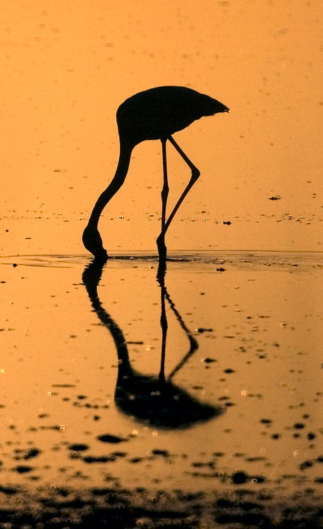A flamingo feeding at sunset, Laguna de Fuente de Piedra May 2009