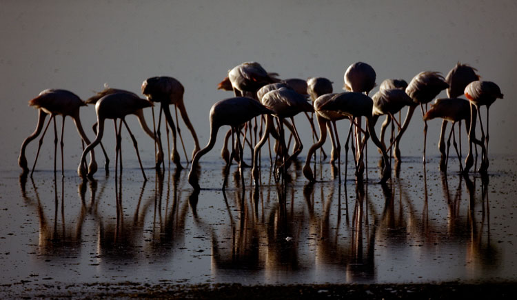 A flock of flamingoes feeding, Laguna de Fuente de Piedra May 2009
