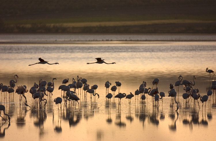 2 Flamingoes flying over a flock feeding, Laguna de Fuente de Piedra May 2009