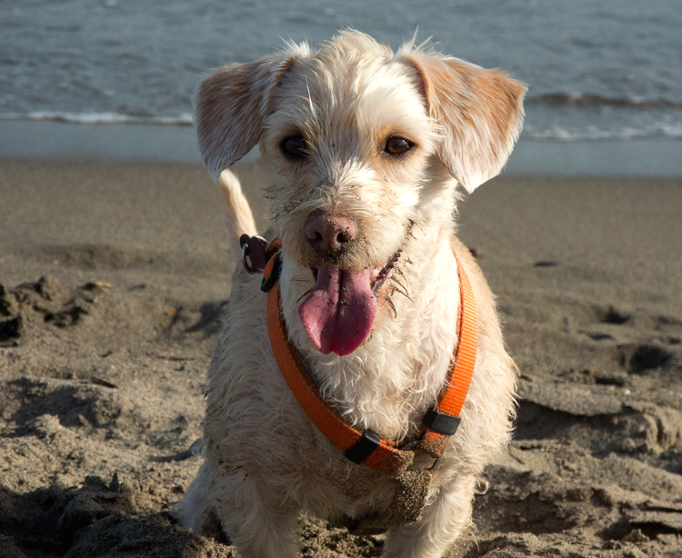 Gennaro, my friends' dog.
