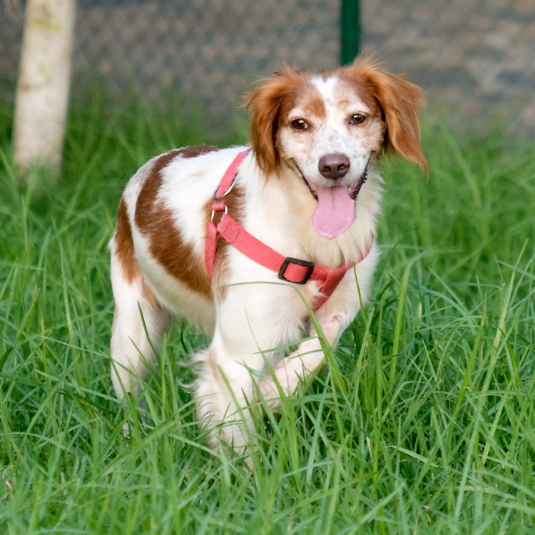 Grace, a Breton spaniel