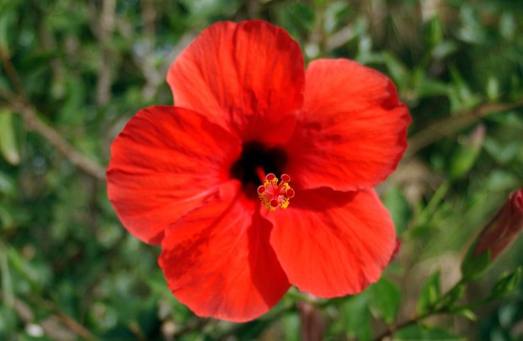 Hibiscus flower near Lake Vinuela July 2005