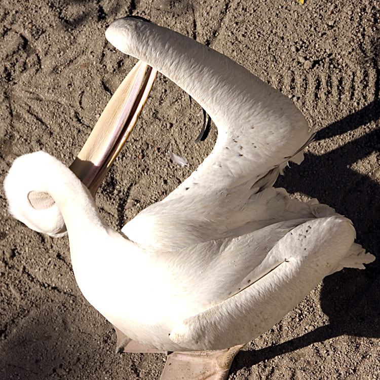 A pelican grooming at Fuengirola Zoo November 2009