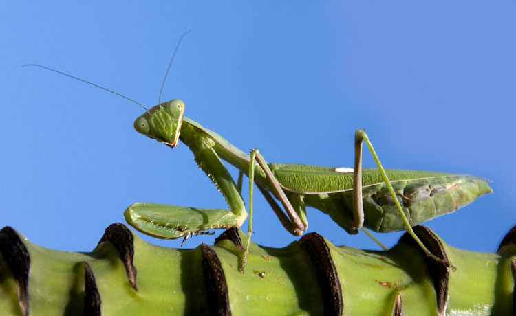 A praying mantis sitting on the stalk of a banana plant, Guadalhorce Valley October 2008