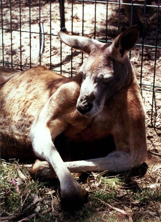 Red Kangaroo, Adelaide, January 2002