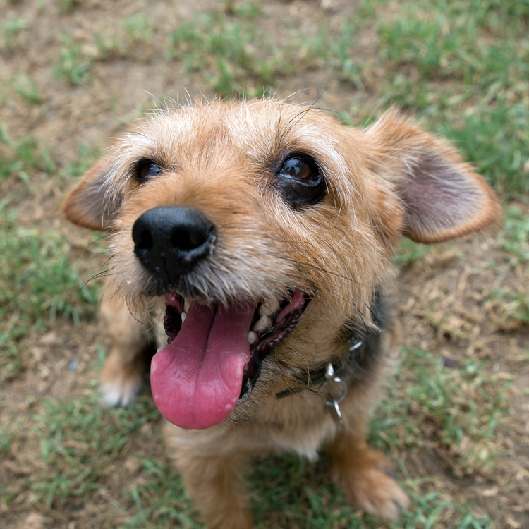 Scamp