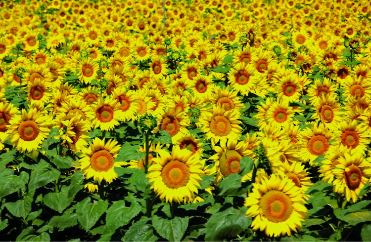 Field of sunflowers near Antequera July 2008